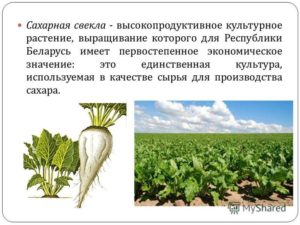 сад